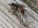 More Larrini Wasps