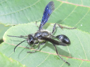 More Isodontia Wasps