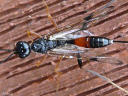 Pristaulacus Wasp