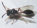 Aphid Wasp
