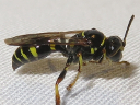 More Gorytina Sand Wasps