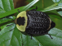 Carrion Beetles
