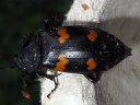 Nicrophorus orbicollis