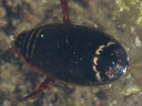 Diving Beetles