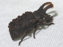 Bolitotherus cornutus