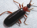 Dendroides canadensis