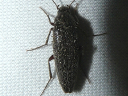 Synchroa Bark Beetle