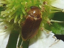Raspberry Fruitworm Beetle