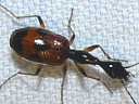 Long-necked Beetle