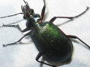 Calosoma wilcoxi
