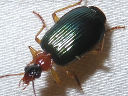 Lebia tricolor
