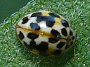 More Seven-spotted Ladybugs