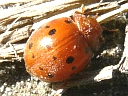 More 24-spotted Ladybugs