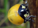 More Seven-spotted Ladybugs
