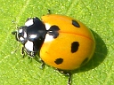 More Seven-spotted Ladybugs