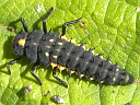 Anatis species larva