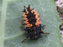 Asian larva