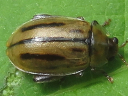 Capraita subvittata