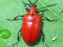 Lily Leaf Beetle