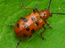 12-spotted Asparagus Beetle