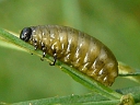 More Asparagus Beetles