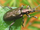 More Plateumaris Beetles