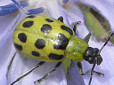 More Spotted Cucumber Beetles