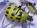 Spotted Cucumber Beetle