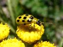 Leaf Beetles