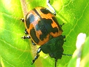 More Swamp Milkweed Beetles