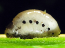 Swamp Milkweed larva