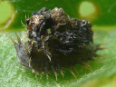 Thistle Tortoise larva