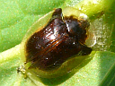 Charidotella purpurata 