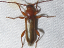 Phymatodes testaceus