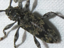 Graphisurus fasciatus