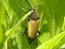 More Trigonarthris Beetles