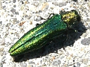 Metallic Wood Boring Beetles