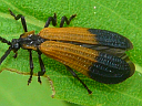 Net-winged Beetles