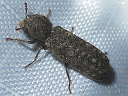 Horned Powder-post Beetles