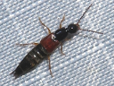 More Philonthus Rove Beetles