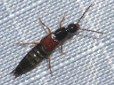 Rove Beetles