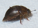 Amphicrossus ciliatus