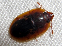 Prometopia sexmaculata