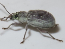 Asiatic Oak Weevil