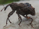 More Conotrachelus Weevils