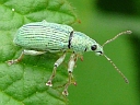 Snout & Bark Beetles