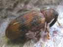 Elm Flea Weevil