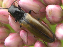 Oestodes tenuicollis