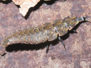Pyractomena species