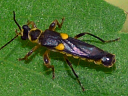 Trypherus species